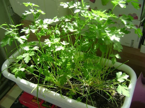 Как вырастить зелень на подоконнике