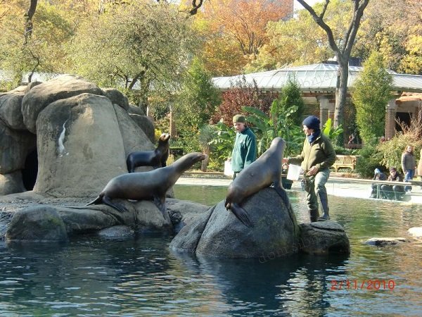 Зоопарк Нью-Йорка