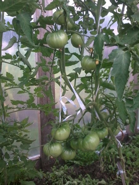 сорт помидоров Алтайские красные