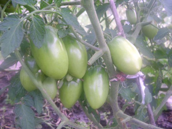 сорт помидоров Буян