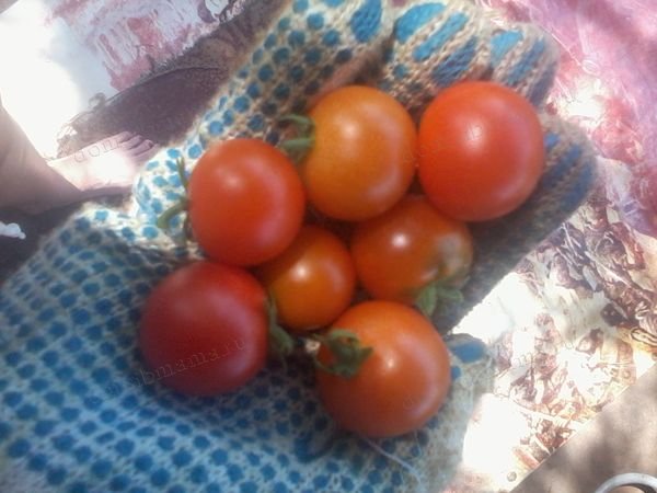 карликовые сорта помидоров
