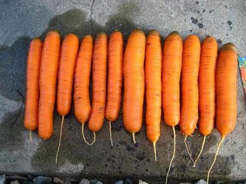 Морковь в Сибири