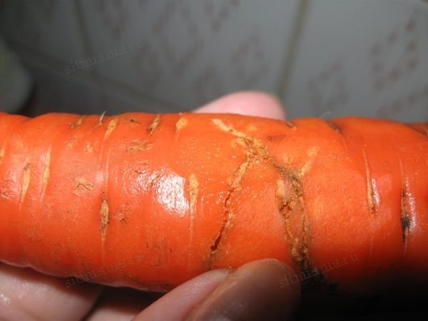 Выращивание моркови в Сибири