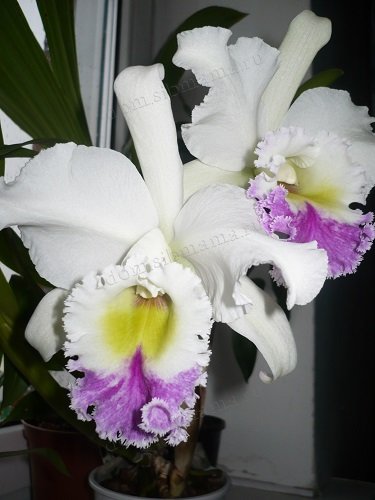 Орхидея каттлея уход в домашних условиях