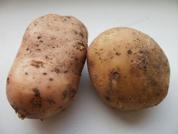 Вопросы о картофеле
