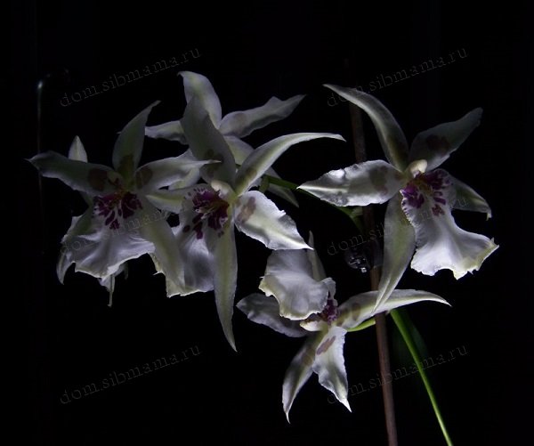 Камбрии - симподиальные орхидеи