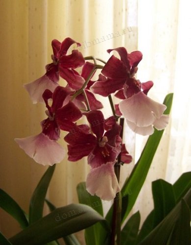 Камбрии - симподиальные орхидеи