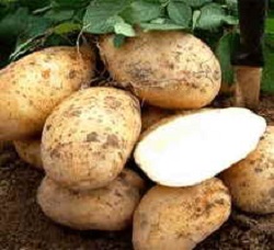 Картофель сорта Приора