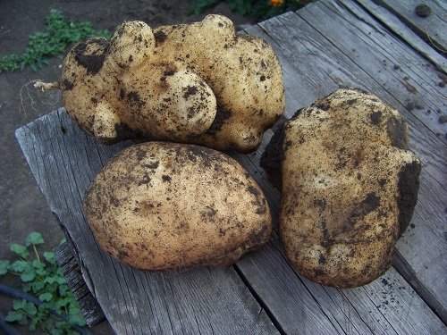 Выращивание картофеля в Сибири