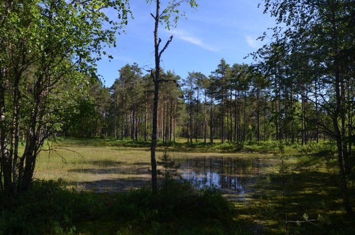 Эстония. Учебная тропа Вируского болота