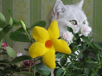 коты и растения