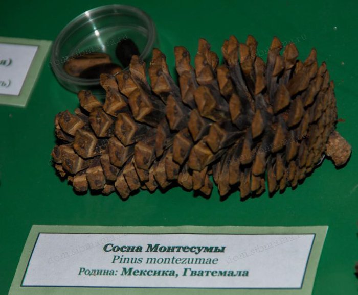 Музей леса в Красноярске