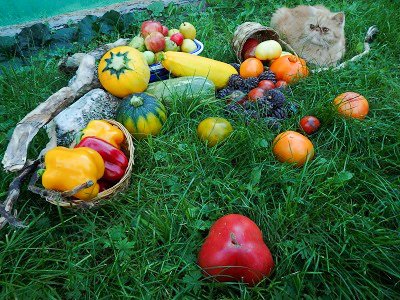 Лунный календарь на 2017 год для сада, огорода и домашних растений для Новосибирской области