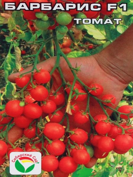 Коктейльные томаты в Сибири
