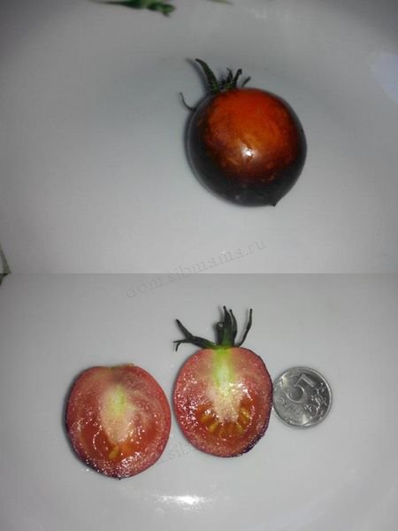 Коктейльные томаты в Сибири
