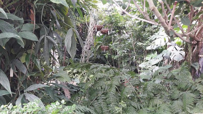 Удивительный  и прекрасный мир:  прогулка по оранжереям ботанического сада