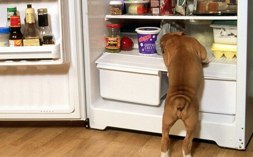 Заблуждение №2: Собаку можно кормить человеческой едой