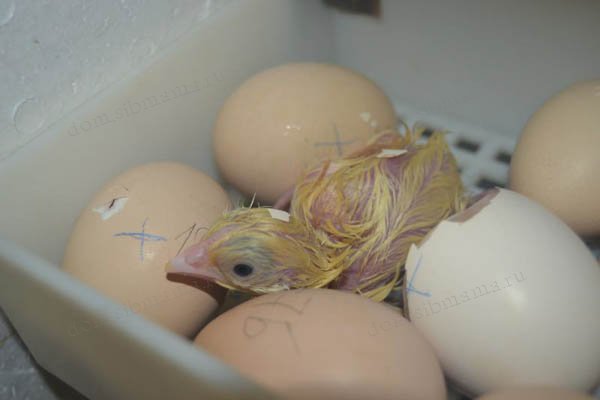 новорожденный цыпленок
