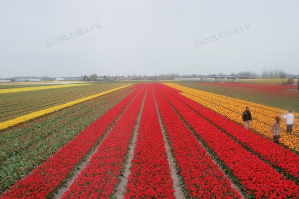 тюльпановые поля голландия