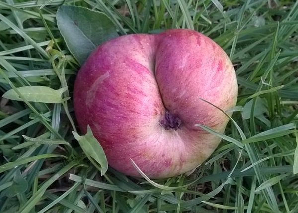 фигурное яблоко