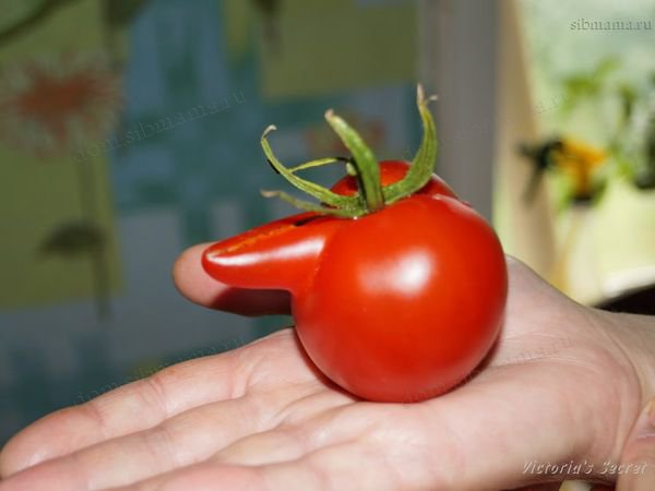 Итальянский мачо синьор-помидор 