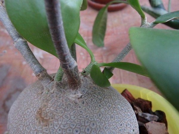 Хиднофитум - растение-муравейник