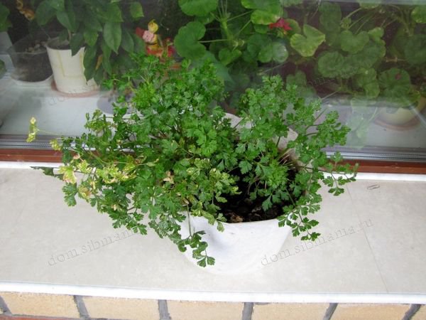 Как обустроить огород на балконе — свежие овощи круглый год. Какие овощи можно выращивать на подоконнике круглый год?