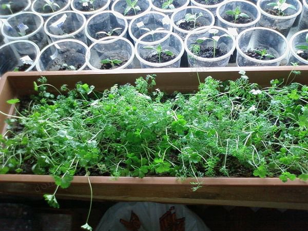 Как обустроить огород на балконе — свежие овощи круглый год. Какие овощи можно выращивать на подоконнике круглый год?