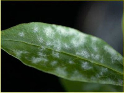 растения в торфяных табелетках болезни и вредители