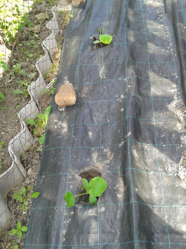 Высадка тыквы на огород