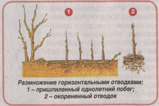 Красная смородина в сибирском саду