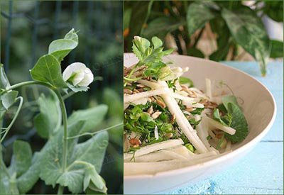 Витаминные салаты со свежими овощами