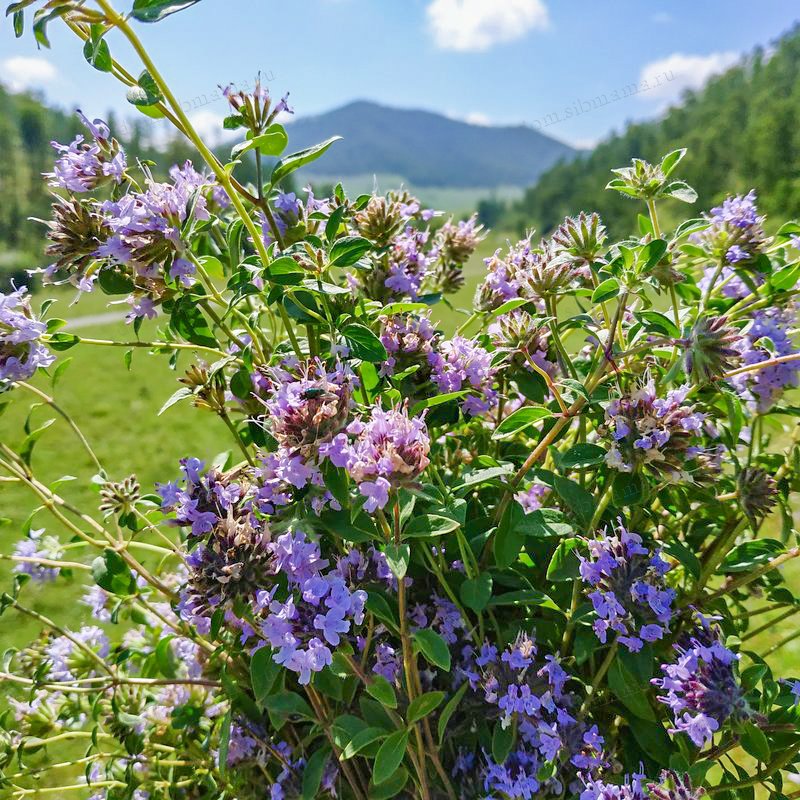 Зизифора алтайская фото