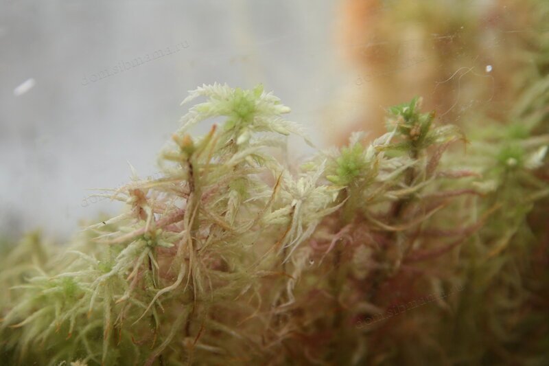 Как выращивать мох сфагнум в домашних условиях?
