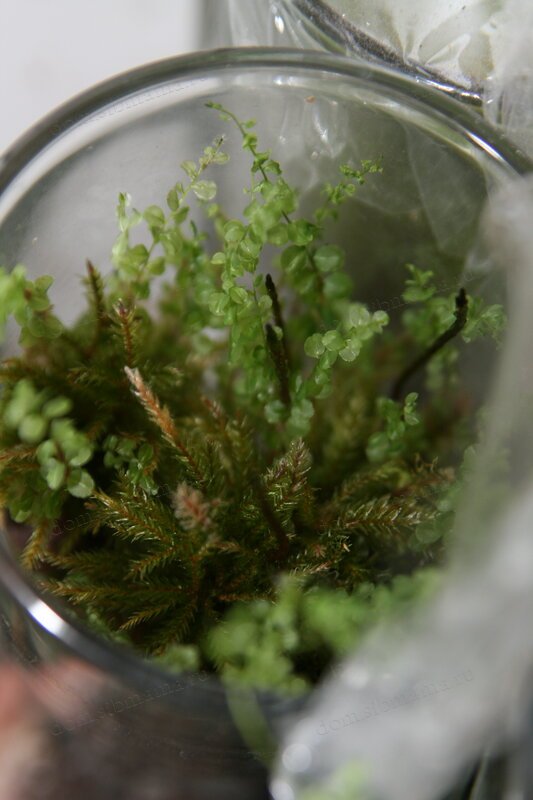 Как выращивать мох сфагнум в домашних условиях?