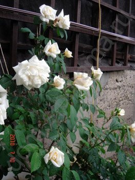 Зимовка роз в Сибири