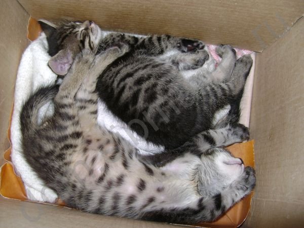 Полуторамесячные коты в той же коробке, что и на предыдущем рисунке. Перегородку научились перепрыгивать, поэтому она убрана.