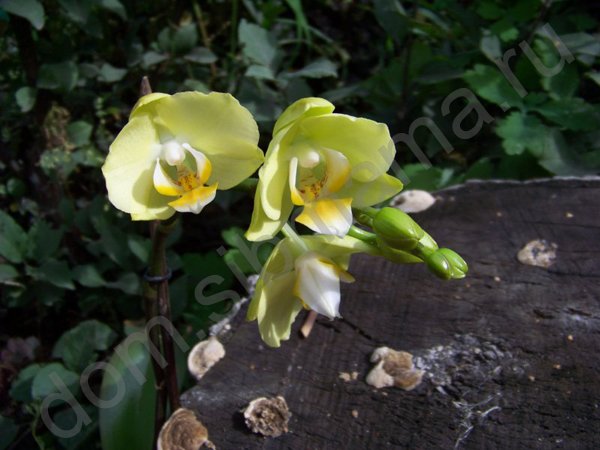Орхидея (фаленопсис). Уход после покупки в магазине
