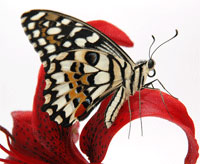 Прекрасный подарок - тропическая бабочка. Компания Ванесса. Новосибирск
