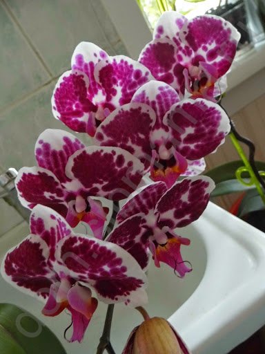 Фаленопсис - первая орхидея