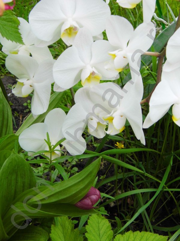 Фаленопсис - первая орхидея