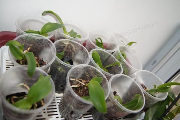 Малыши - орхидеи из стеклянной колбы, сейчас растут в одноразовых стаканчиках и ожидают пересадки в постоянные горшки