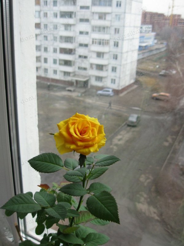 комнатные розы