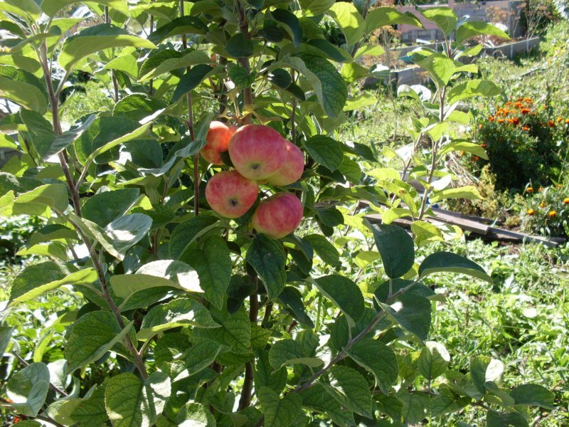 Секреты яблоневого сада в Сибири. Посадка