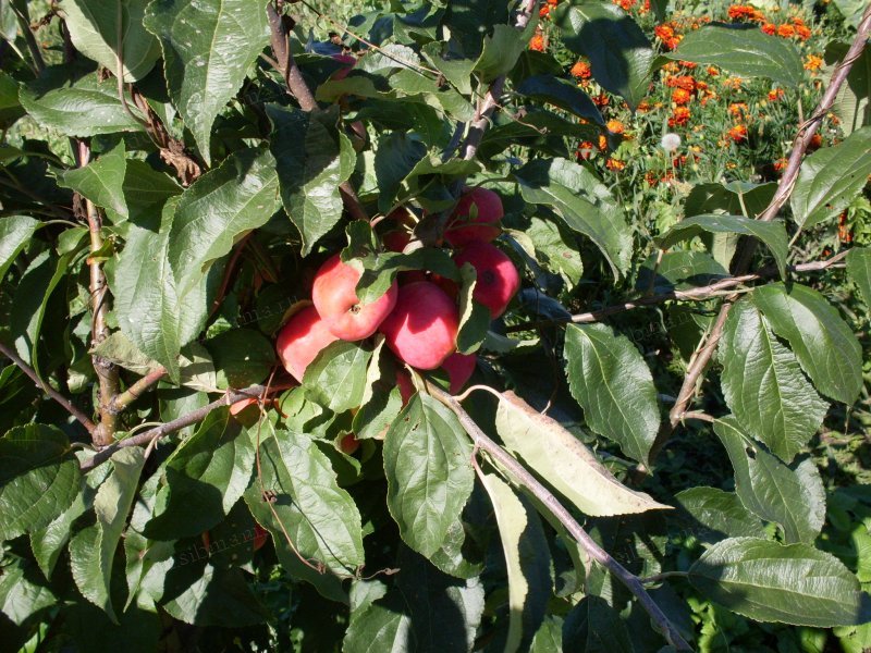 Секреты яблоневого сада в Сибири. Посадка
