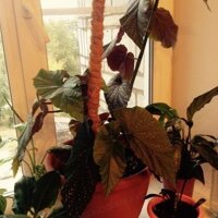 Можно ли использовать для пересадки старую землю