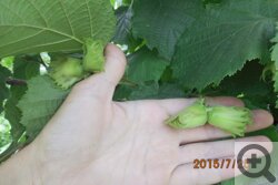 Как вырастить орех фундук в сибири