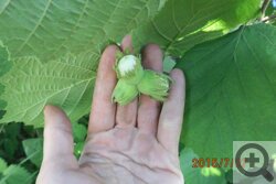 Как вырастить орех фундук в сибири