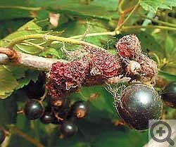 Черносмородинный ягодный пилильщик