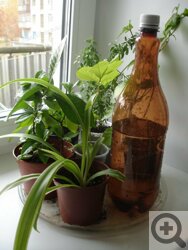 бутылки для полива растений во время отпуска